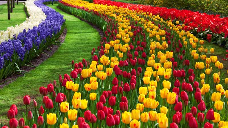 Tulip Garden
