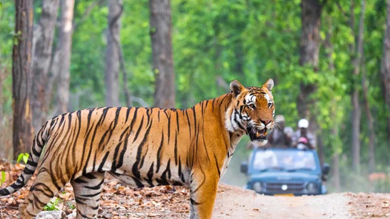 Corbett National Park