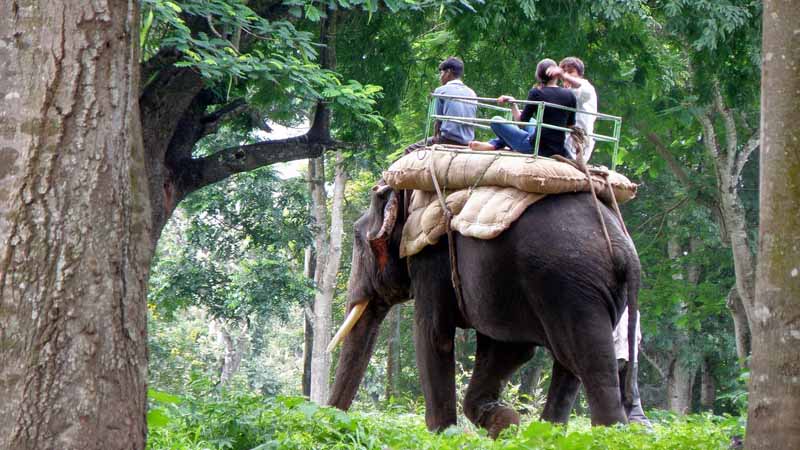 Elephant Ride